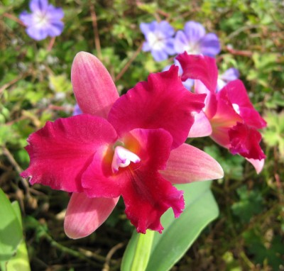 Cattleya pink_7476.jpg
