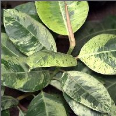 Ficus elastica 'Schrijveriana'.jpg