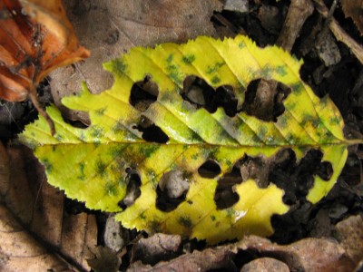 Herbst 14.jpg