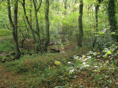 Herbst 8.jpg