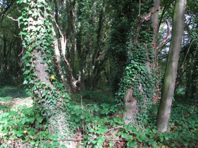 Herbst 7.jpg