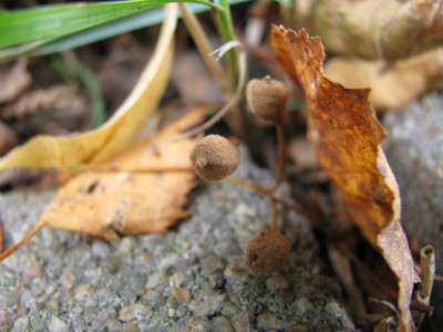 Herbst 20.jpg