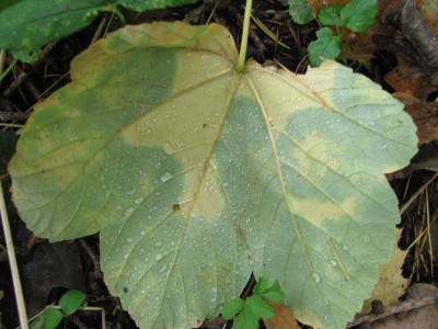 Herbst 19.jpg