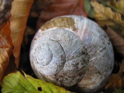 Herbst 5.jpg