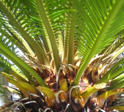 Cycas-Revoluta.jpg