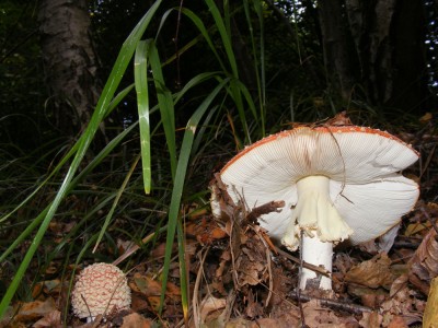 DSCF6154.jpg
