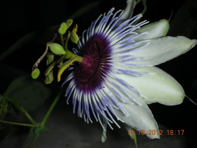 Passiflora 20121014 DSCN9341.JPG