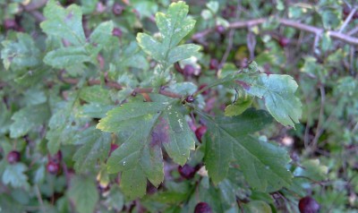 Crataegus2.jpg