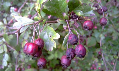 Crataegus.jpg