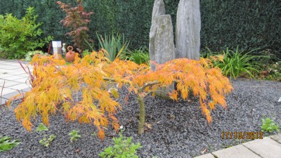 jap. Ahorn-Herbst.jpg