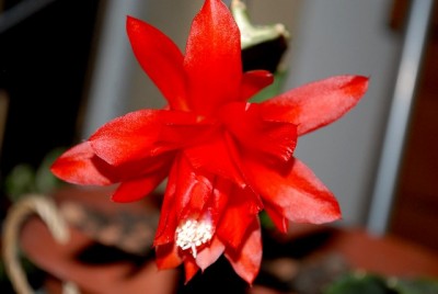 Epiphyllum 100yy.jpg