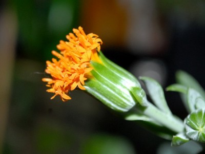 Senecio 017yy.jpg