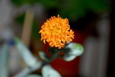 Senecio 016yy.jpg