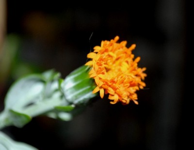 Senecio 014yy.jpg