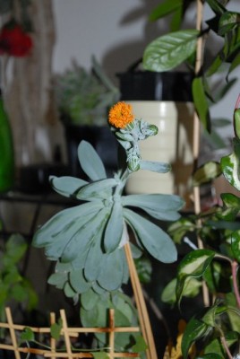 Senecio 020yy.jpg