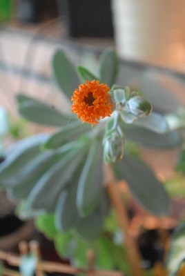 Senecio 018yy.jpg