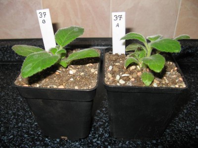 Sinningia cardinalis - Pikieren 03.JPG