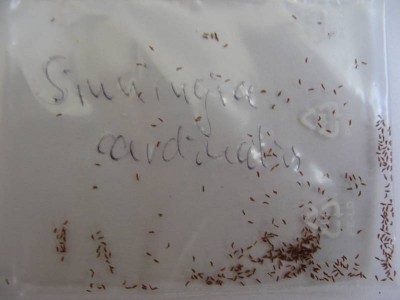 Sinniga-Samen.jpg