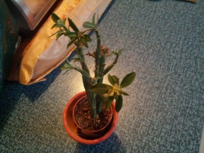IMG_20121019_074906.jpg