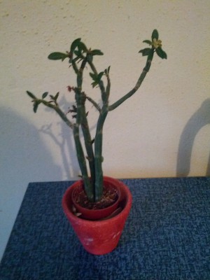 IMG_20121019_074834.jpg