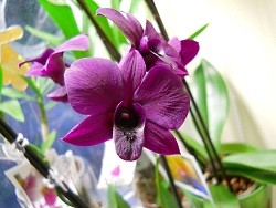 Dendrobium phalaenopsis purple (Lady Fay x Lady Hamilton) 7 (2).jpg