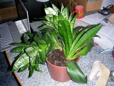 DSCN1344.JPG