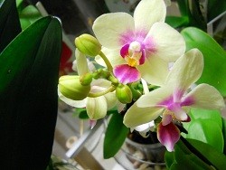 Phalaenopsis Harriettiae(Phal.amabilis x Phal.violacea)2.jpg