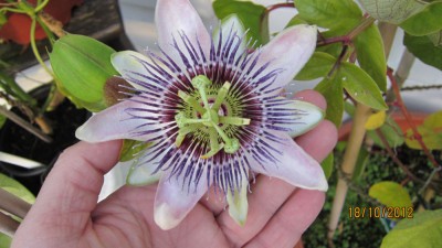 Imperatrice Eugene-Oktober.jpg