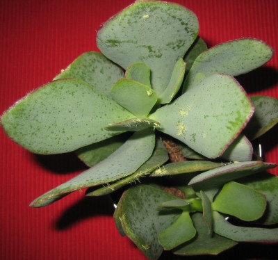 green10 033.jpg
