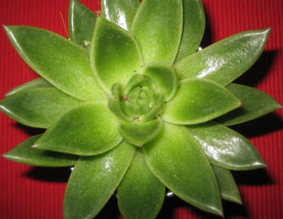 green10 032.jpg