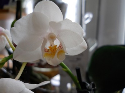 Phalaenopsis amabilis var formosa mondscheinorchidee_350.jpg