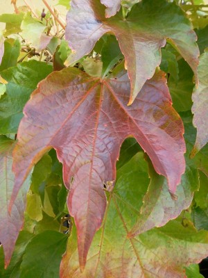 Herbst2.jpg
