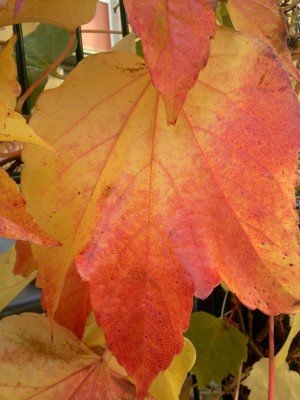 Herbst1.jpg
