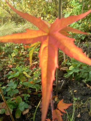 Hibi Herbst.jpg
