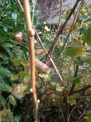 Johannisbeere 19.10.12.jpg