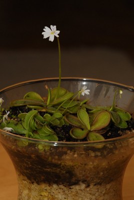 dsc_7861_P_emarginata.jpg
