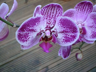 Orchidee 2.jpg