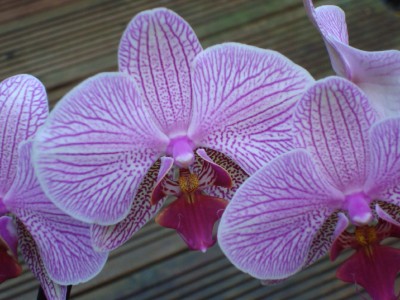 Orchidee 1.jpg
