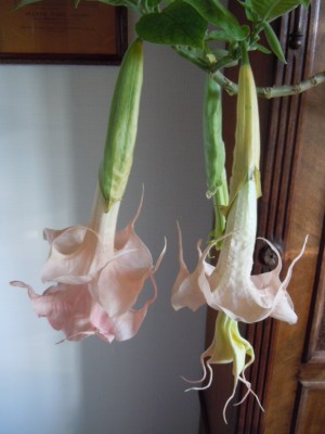 Dalens pink amour.JPG