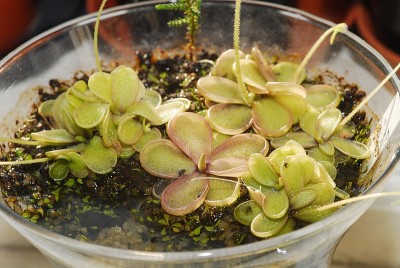 dsc_9414_P_emarginata.jpg