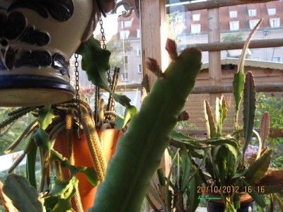 Garten 2012_2755.jpg