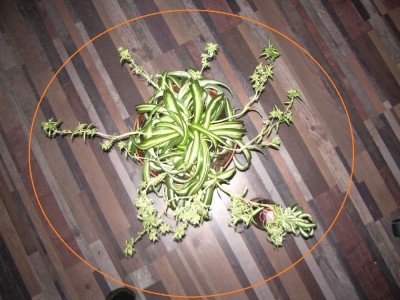 Grünliellie  bald im großen Kübel.jpg