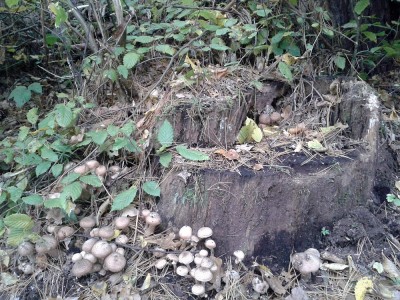 20121020_151216.jpg