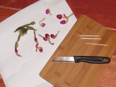 Schlumbergera.JPG