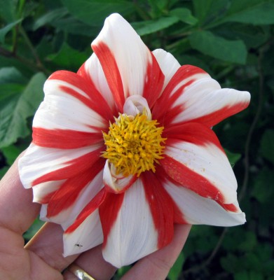 Dahlie Fire and Ice_7567.jpg