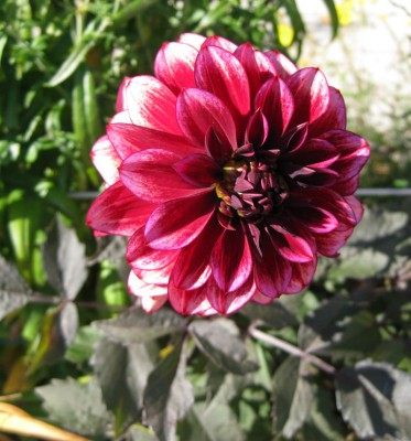 Dahlie Darkarin_7477.jpg