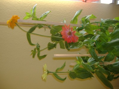 DSCF0966.JPG