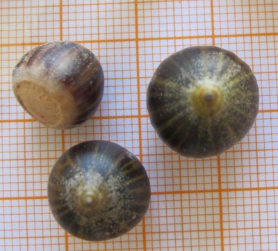 Quercus3.jpg