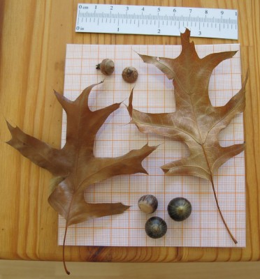 Quercus.jpg