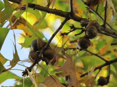 Eicheln am Baum.jpg